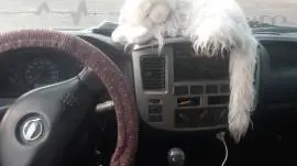 نيسان سرفيس 2012, درعا, RF13695544