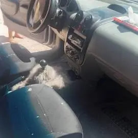 شفر أفيو 2006, دمشق, RF36506804