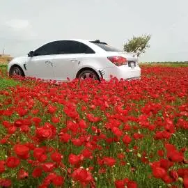 شفر كروز 2010, RF10896735