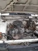 Nissan 1983, Aleppo, RF12558118